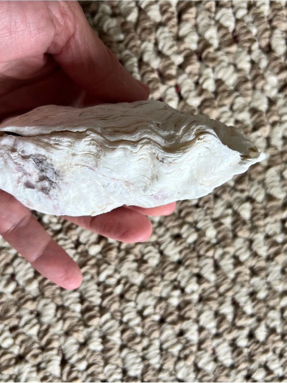 Decorative Oyster Shells - White Natural Sea Shells - Picture 4 of 4